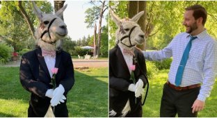 Лама стала главной звездой на свадьбе пары (11 фото)