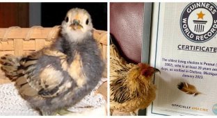 In Michigan, the death of a chicken was recorded, which was considered the oldest in the world (7 photos)