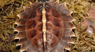 Колючая черепаха: Бритвенно острые сюрикены. Зачем рептилиям лезвия на панцире? (7 фото)