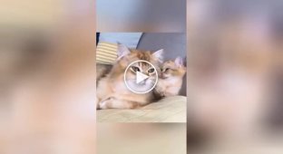 Синхронные кошки и коты