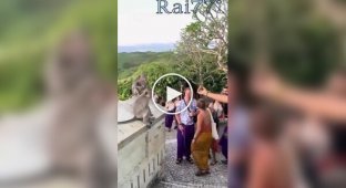 Мавпа стягла окуляри у туриста