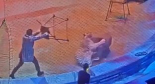 В московском цирке тигр подрался со львом на глазах у публики (4 фото + 1 видео)
