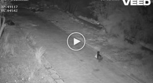 В Италии мужчина научил собаку незаконно выбрасывать мусор