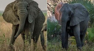 Почему мозамбикские слоны перестали отращивать бивни (7 фото)