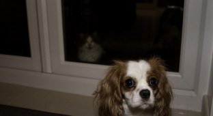 Фотобомбы - Коты и собаки (22 фотографии)