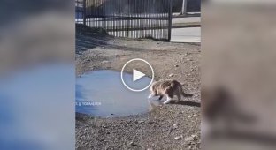 A funny reaction of a cat to a frozen puddle