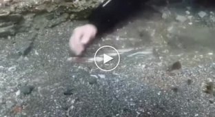 Древняя мозайка