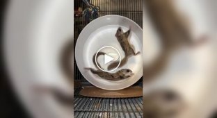 Неудачный забег летяги в колесе