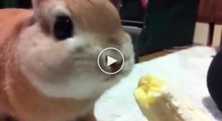 Кролик ест банан