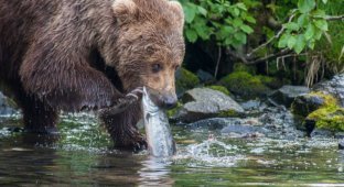 17 мощных портретов медведей Аляски (18 фото)