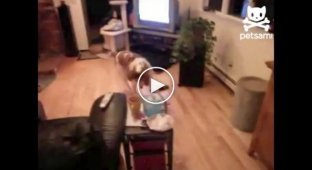 Собака с лазерным наведением