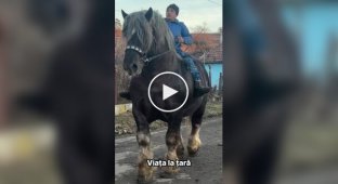 Брабансон и Першерон — самые огромные в мире лошади