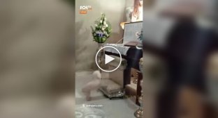 У Мексиці пес застрибнув у труну господаря