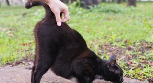 Чому коти люблять піднімати задню частину тіла, коли їх гладять (6 фото)