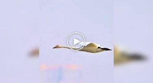 Лебеди показали одну из самых эффектных техник посадки на воду