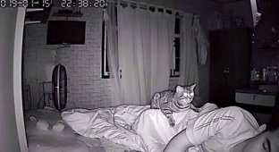Парень установил в своей комнате камеру, чтобы заснять, что ночью делает его кошка (13 фото)