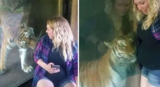A tiger from the zoo pressed against the belly of a pregnant woman (5 photos + 1 video)