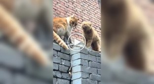 “Let’s get out of here”: a man intervened in a cat fight