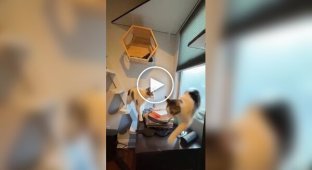 Любитель кошек «котифицировал» свой дом