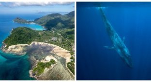 Blue whales have returned to the shores of the Seychelles (9 photos)