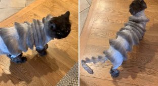 This cat got an endlessly ridiculous haircut for the summer, and you can't look at him without laughing (7 photos)