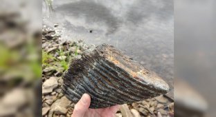 In Bashkiria, a man found a tooth of a woolly mammoth while fishing (4 photos)
