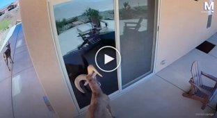 In the US, a ram attacked its reflection.