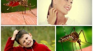 Теперь я знаю, почему комары кусают меня больше других (4 фото)