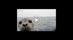 Любопытного тюленя тянет к людям