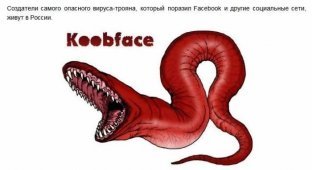 Создатели вируса Koobface живут в России (7 фото)