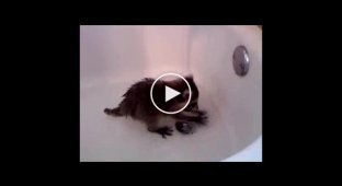 Маленький энот в ванной