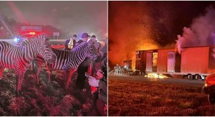 Цирковых животных спасли из горящего трейлера (8 фото + 1 видео)
