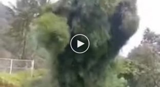 «Танцююче» дерево Суматри