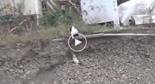 Cat saves a puppy