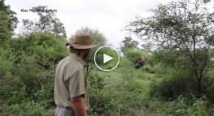 The guide showed how to calm down an elephant running towards you with the help of calmness and a stick.