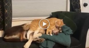 Cat chose unusual place to sleep