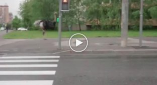В Москве появился страус, который бегает за машинами