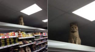 Этот кот полюбил один супермаркет в Англии и не хочет уходить оттуда (4 фото)