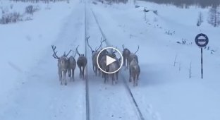 Ось олені, в натурі олені!: у Якутії стадо не поділило дорогу з потягом