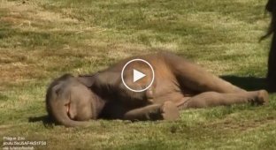 The elephant could not wake up her baby elephant. People came to help