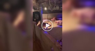 A man organizes discos for his pets