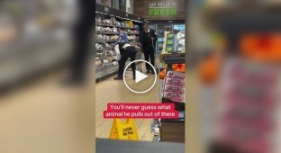 They pulled by the tail: a wild coyote was pulled out of a refrigerator with cheeses in a store