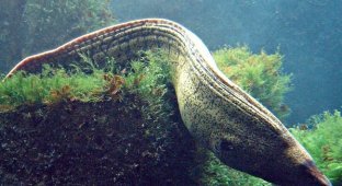 Європейська мурена: її укус гоїться півроку (10 фото)