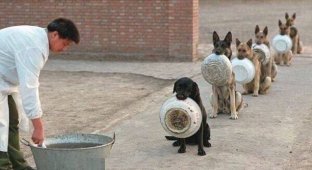 Is it true that service dogs stand in lines for food? And even with your own dishes! (4 photos)