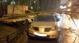 Последствия штормового ветра в Петербурге (9 фото + 2 видео)