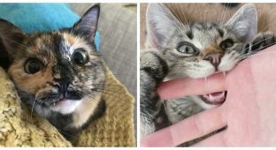 20 cats who vividly and clearly demonstrated their kinship with vampires (21 photos)