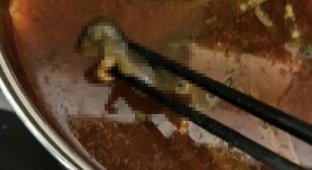 Мертвая крыса в супе обошлась сети ресторанов в Китае в 190 млн долларов (2 фото + 1 видео)