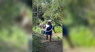 Маленький мальчик, в слезах убегающий от гусей — новая звезда соцсетей