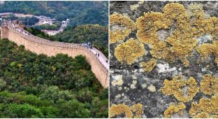Лишайники спасают Великую китайскую стену от разрушения (5 фото)