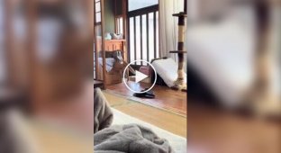 Попытка кота забраться в коробку